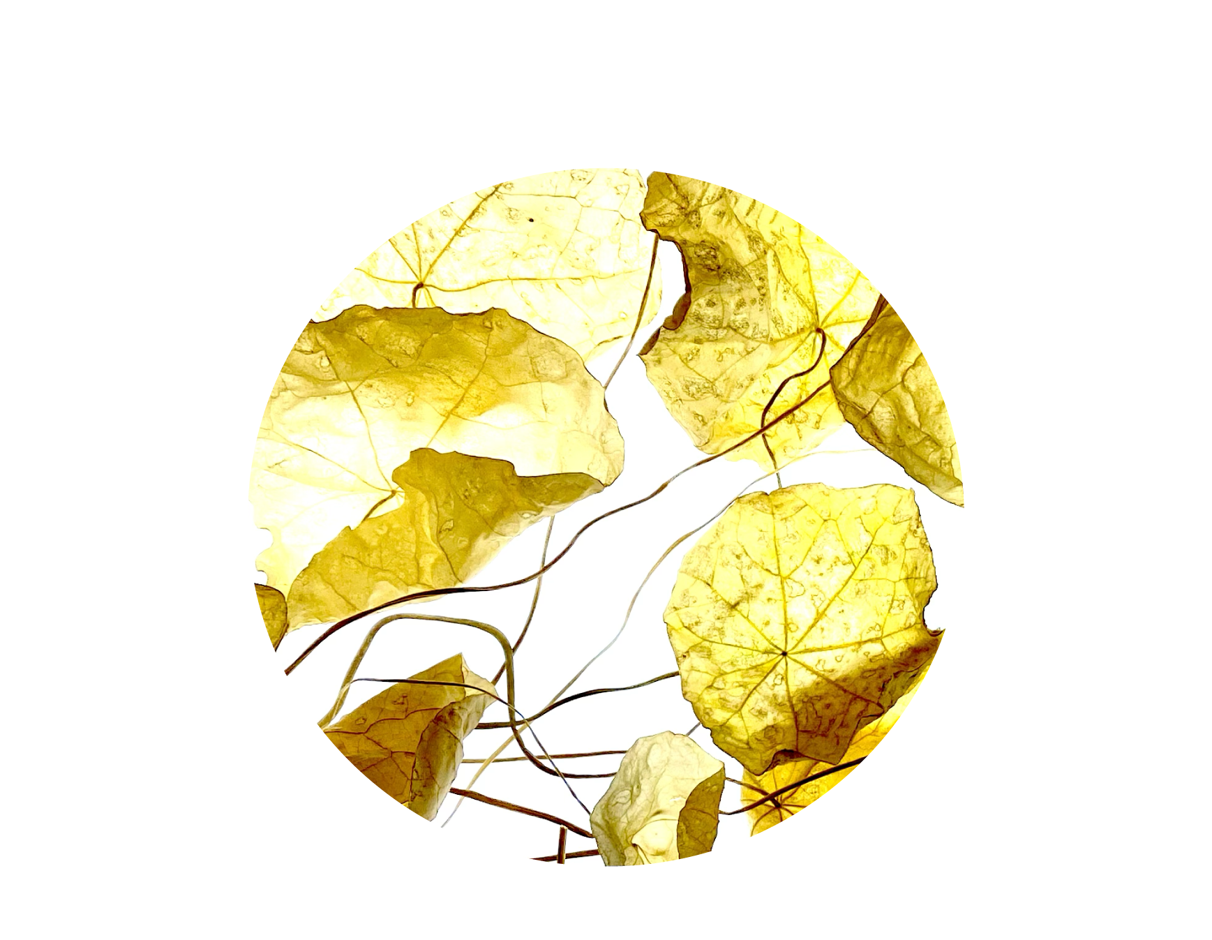 黄金のナスターシャむ