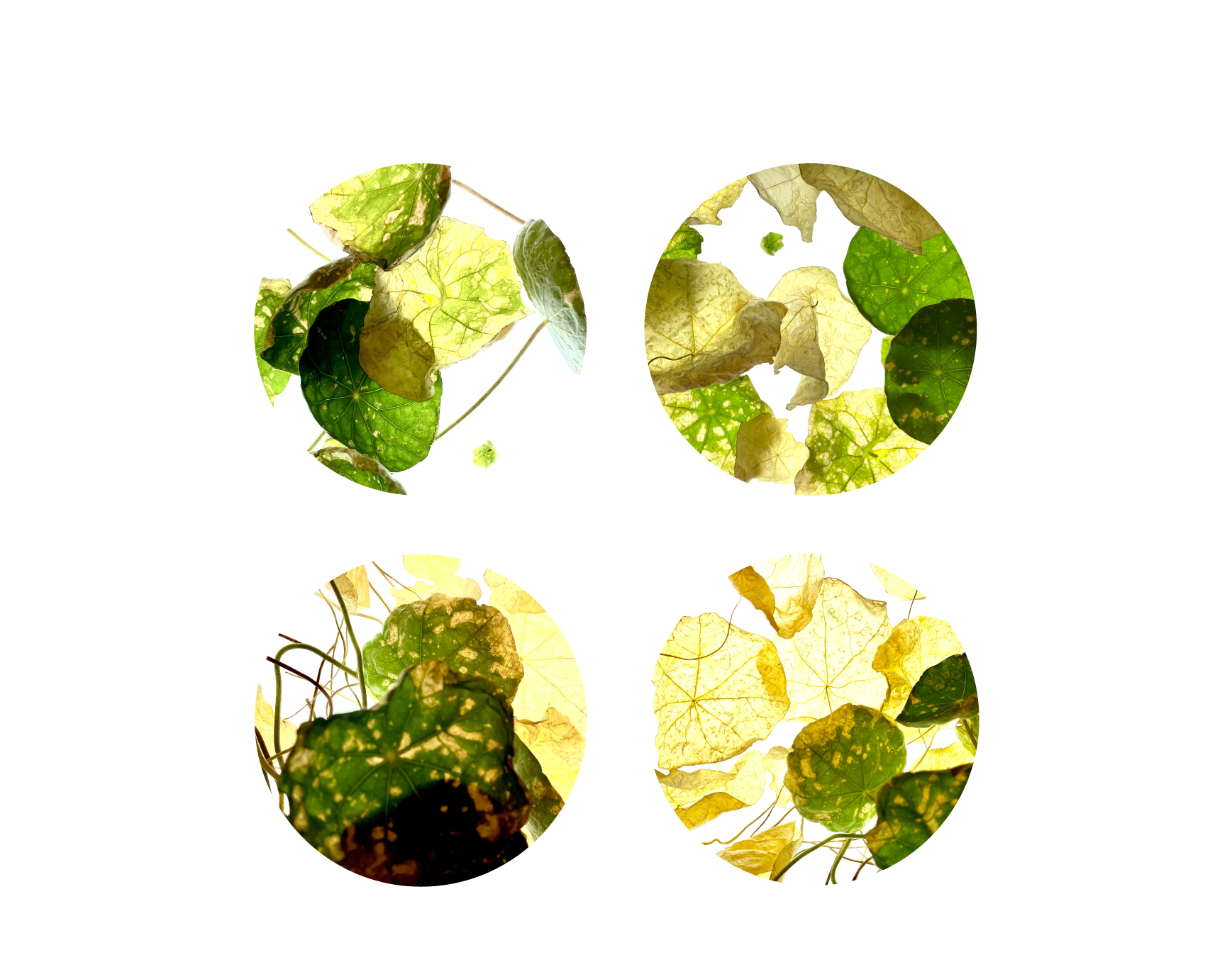 緑のナスターシャむ