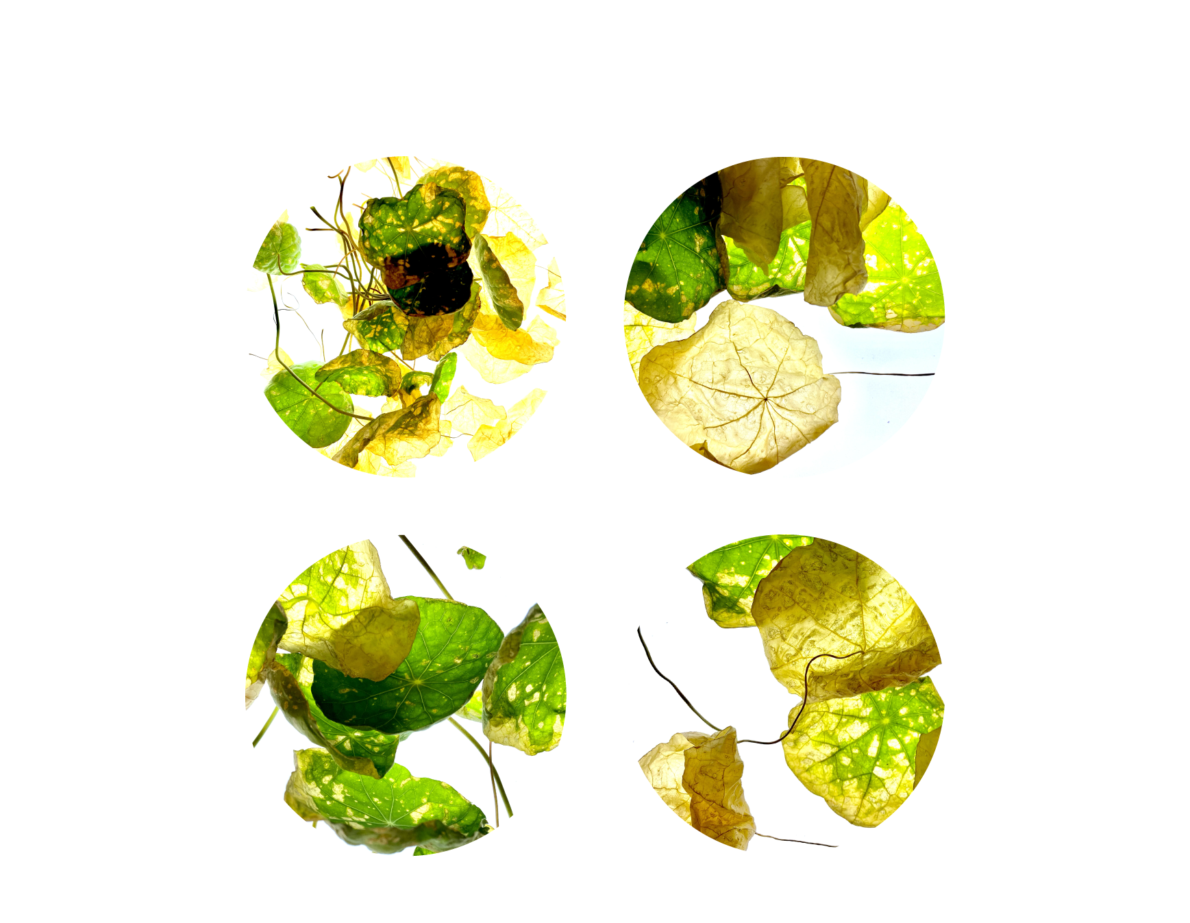 緑のナスターシャむ