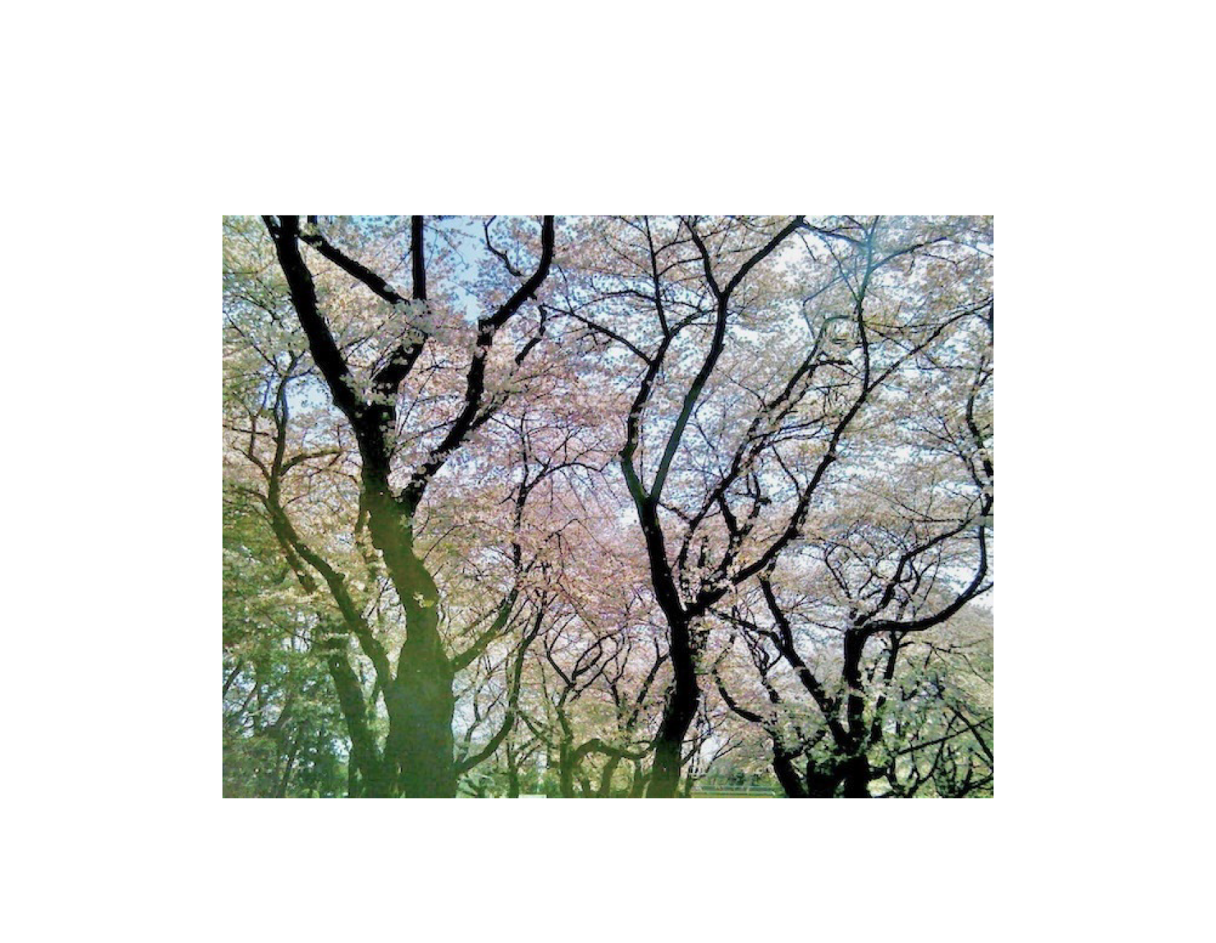 桜