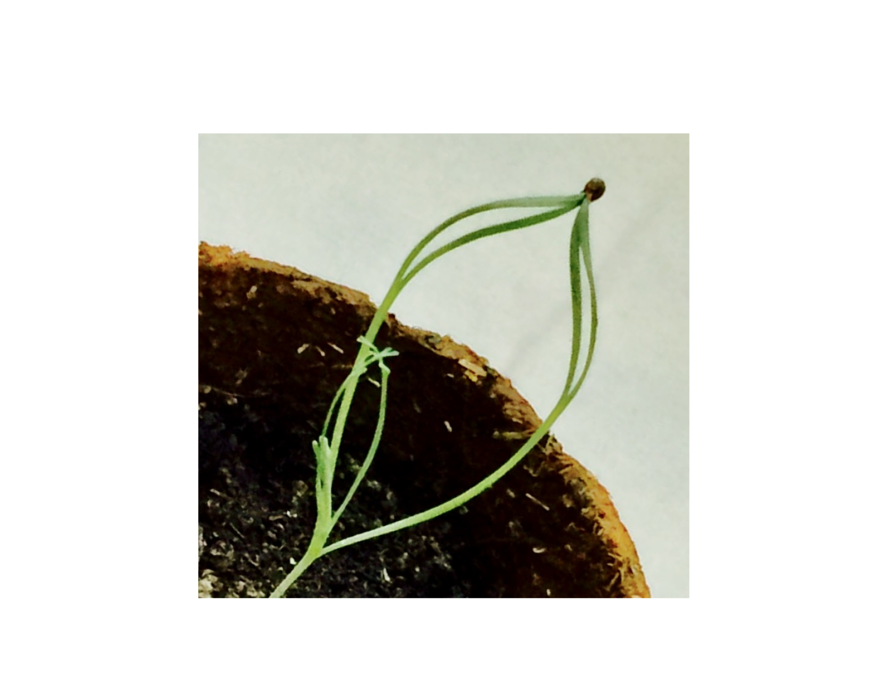 Dancing in Stillness