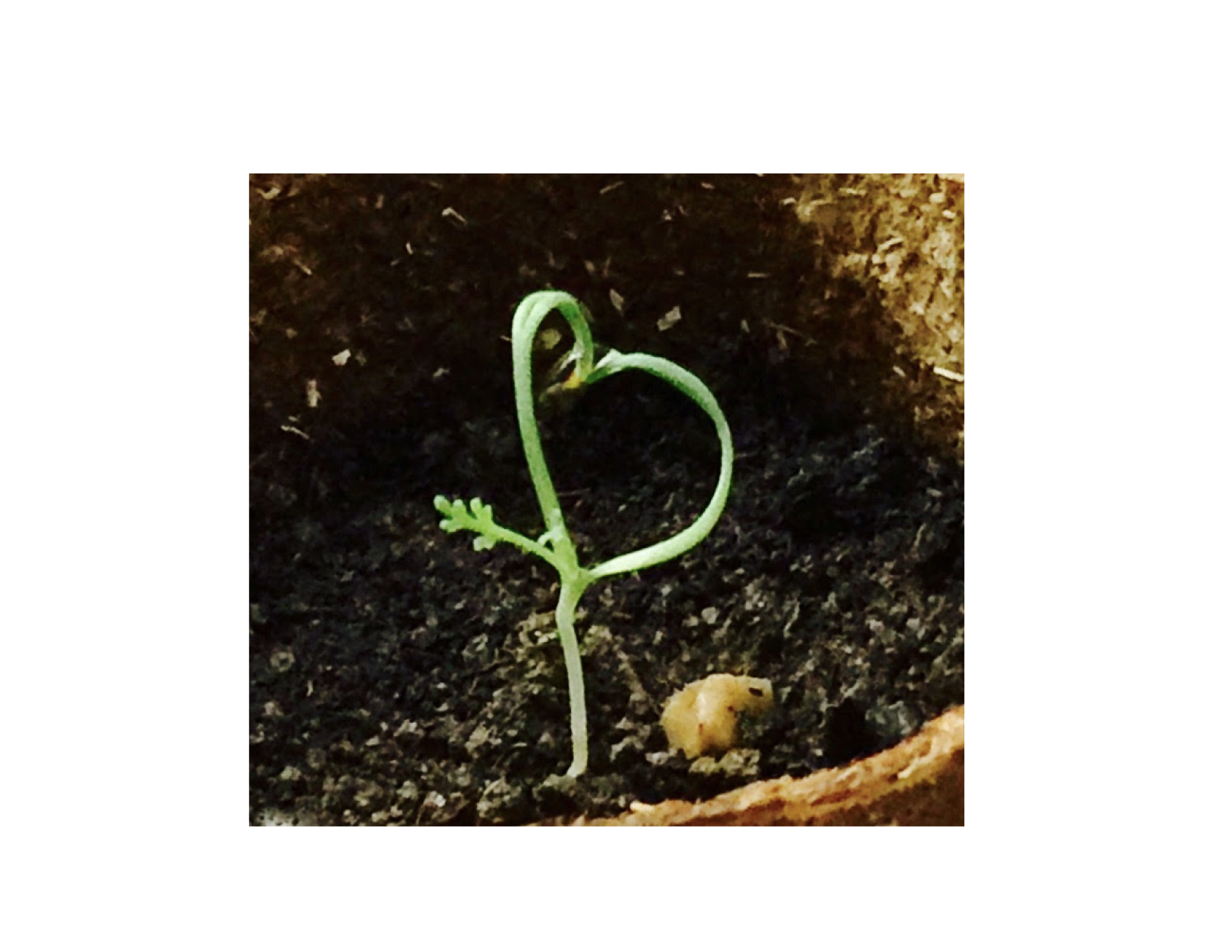 Dancing in Stillness