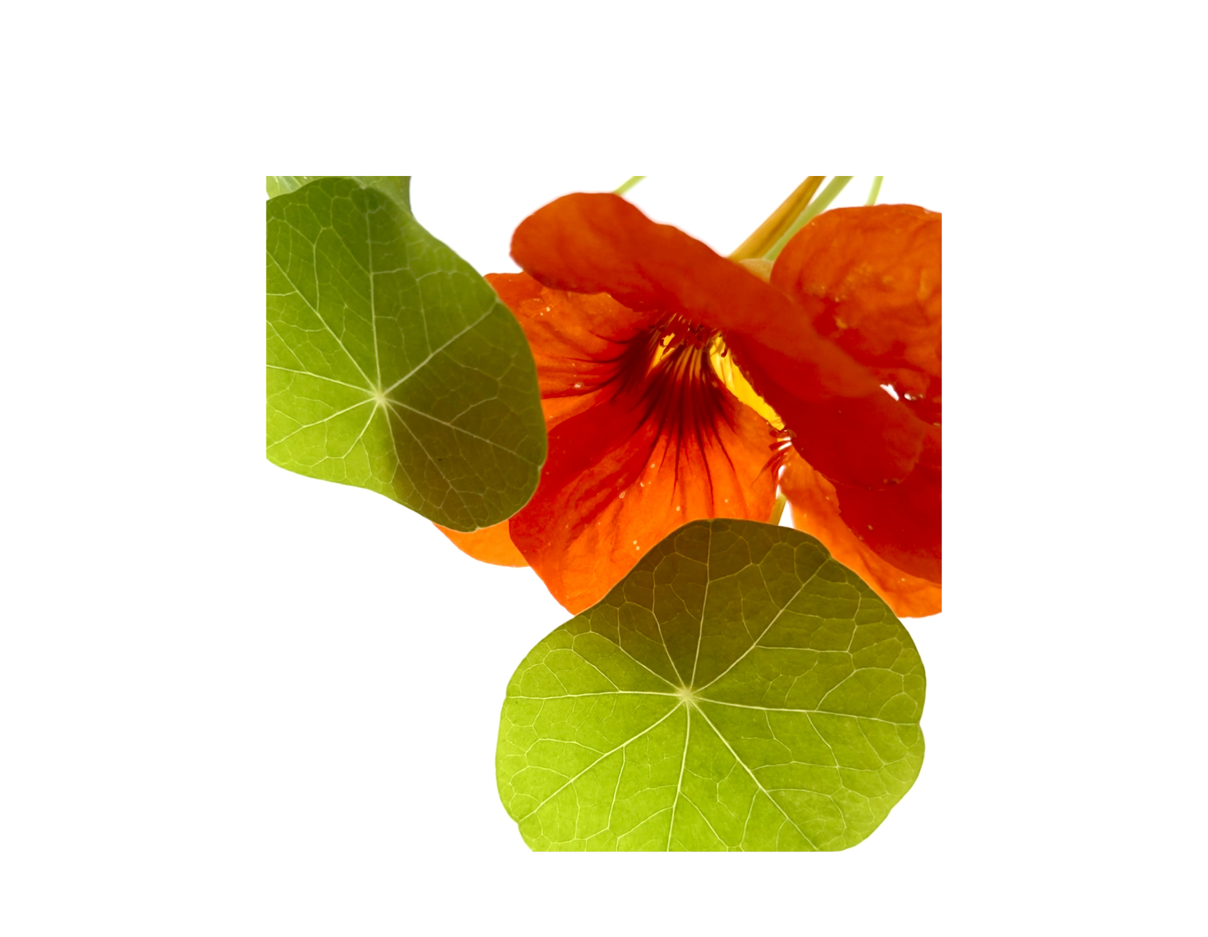 Nasturtium